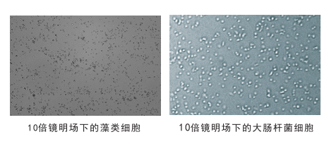 細胞計數(shù)儀鏡頭下的細胞圖片